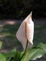 * Peace Lily * profile picture