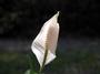 * Peace Lily * profile picture