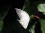 * Peace Lily * profile picture