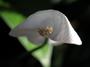 * Peace Lily * profile picture