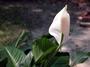 * Peace Lily * profile picture