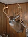 Michael Gallagher - D.O.A Taxidermy profile picture