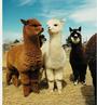 ALPACAS profile picture