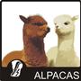 ALPACAS profile picture