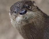 Otters Pocket profile picture