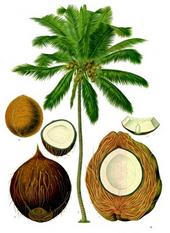 coconutlovereaction