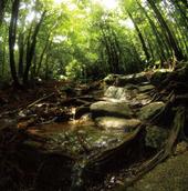 Yakushima -Water In the Forest- profile picture