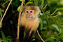 Monkey Junkie profile picture