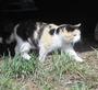 Bucky's Blue Mt. Cat Rescue profile picture