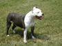 ADBA Blue Pit Pups Available profile picture