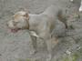 ADBA Blue Pit Pups Available profile picture