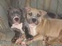 ADBA Blue Pit Pups Available profile picture