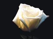 White Rose Coalition profile picture