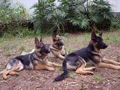 delacruz_germanshepherds