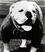 UGA & Hairy Dawg profile picture