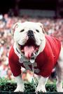 UGA & Hairy Dawg profile picture