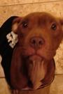 All or Nothing Pitbull Rescue profile picture