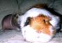 ♥Isaboo and Pumpkin♥ profile picture