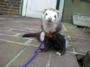 [i miss uu ferret] have you seen heR? : profile picture