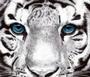 tigers eyes... profile picture