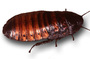 Big Huge Cockroach profile picture