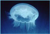 Moon Jelly profile picture