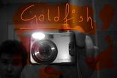 The Goldfish Collective profile picture