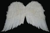 ~angels wings~ profile picture