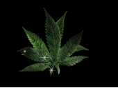 marijuanamomma