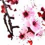 ~cherry blossom~ profile picture