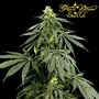 Green House Seed Co. profile picture