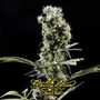 Green House Seed Co. profile picture