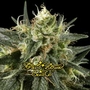 Green House Seed Co. profile picture