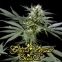 Green House Seed Co. profile picture