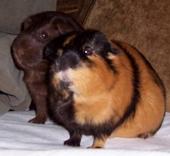 Petunia(RIP)&Tulip profile picture