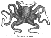 Octopus profile picture