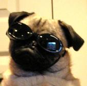 pugpages