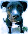 Alpha 2 Dog profile picture