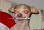Alpha 2 Dog profile picture