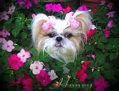 misshoneyshihtzu