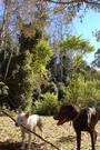 A White Dingo profile picture