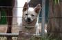 A White Dingo profile picture