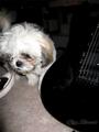 Rockin for Rescue profile picture