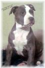 Briggs Bulls Kennel profile picture