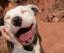 ♥Save the Pit Bulls!!!♥ profile picture