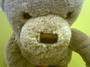 Dirty Bear, The Perverted Teddy Bear profile picture