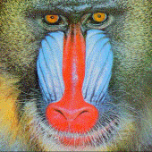 Baboon Liberation Army profile picture