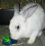 BunnyLuv Rabbit Resource Center profile picture