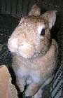 BunnyLuv Rabbit Resource Center profile picture