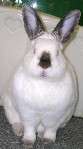 BunnyLuv Rabbit Resource Center profile picture